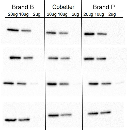 PVDF-Western-Blotting-Membrane-1.jpg